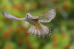 Northern German Wildlife Drucke: Common Kestrel in flight, Solling