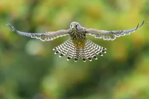 Turmfalke Drucke: Common kestrel flight print germany