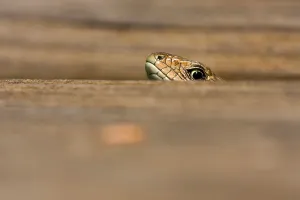 Scaled Reptile Species Drucke: Common Lizard
