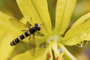 Bilder Datiert 23. Mai 2024: Sphaerophoria scripta print