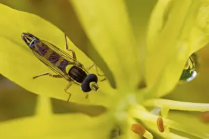 Bilder Datiert 23. Mai 2024: Sphaerophoria scripta print