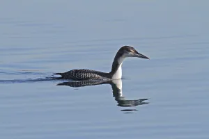 Common Loon Drucke: Common loon