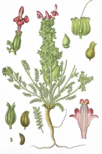Pedicularis Sylvatica Drucke: Common lousewort (Pedicularis sylvatica)