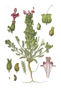 Pedicularis Sylvatica Drucke: Common Lousewort (Pedicularis sylvatica)