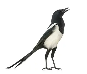 Drucke von Gemeine Amsel plappert, aufrecht, Pica pica, isoliert auf weiß Elster Drucke: Haubenraubrittereschnatternde, aufrecht.