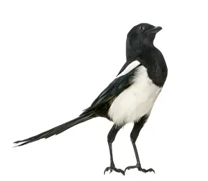 Drucke von Common Magpie aufrecht blickend nach oben, Pica pica, isoliert auf weiß Elster Drucke: Graugans aufrecht, nach oben schauend.