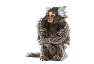 Common Marmoset Drucke: Common marmoset, Callithrix jacchus
