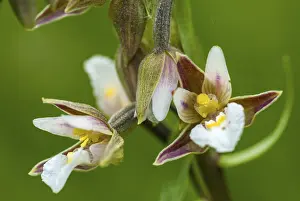Orchidaceae Family Drucke: Common marsh root, epipactis palustris