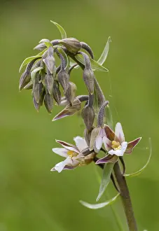 Orchidaceae Family Drucke: Common marsh root, epipactis palustris