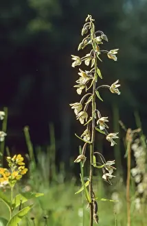 Orchidaceae Family Drucke: Common marsh root, epipactis palustris