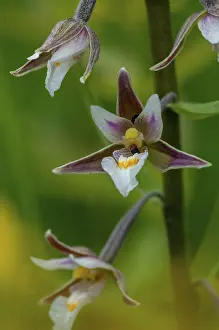 Orchidaceae Family Drucke: Common marsh root, epipactis palustris