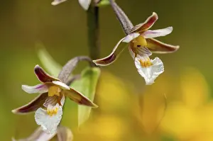 Orchidaceae Family Drucke: Common marsh root, epipactis palustris