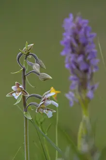 High Resolution Plant Images Drucke: Common marsh root, epipactis palustris
