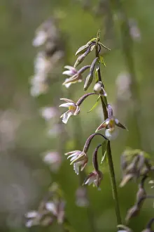 Orchidaceae Family Drucke: Common marsh root, epipactis palustris