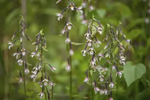 Orchidaceae Family Drucke: Common marsh root, epipactis palustris