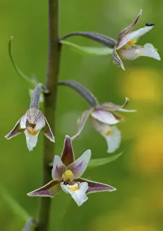 Orchidaceae Family Drucke: Common marsh root, epipactis palustris
