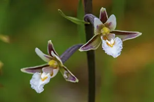 Orchidaceae Family Drucke: Common marsh root, epipactis palustris