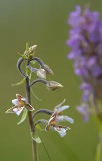 Orchidaceae Family Drucke: Common marsh root, epipactis palustris