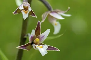 Common Marsh Root Drucke: Common marsh root, epipactis palustris