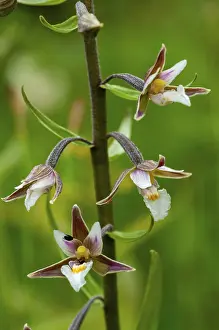 Orchidaceae Family Drucke: Common marsh root, epipactis palustris