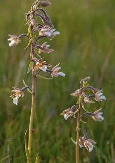 Orchidaceae Family Drucke: Common marsh root, epipactis palustris