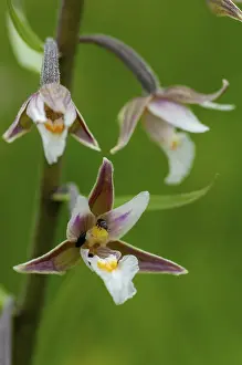 Orchidaceae Family Drucke: Common marsh root, epipactis palustris
