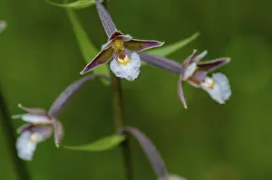 Orchidaceae Family Drucke: Common marsh root, epipactis palustris