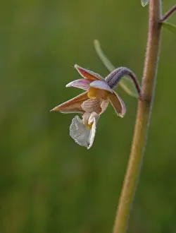 Orchidaceae Family Drucke: Common marsh root, epipactis palustris