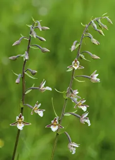 Orchidaceae Family Drucke: Common marsh root, epipactis palustris