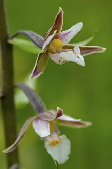 Orchidaceae Family Drucke: Common marsh root, epipactis palustris