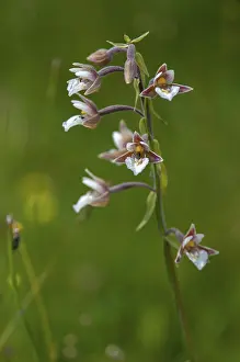 White Marsh Root Drucke: Common marsh root, epipactis palustris