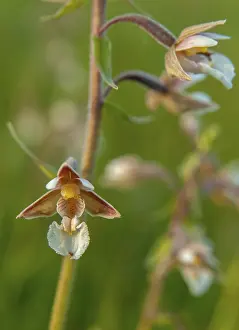 Orchidaceae Family Drucke: Common marsh root, epipactis palustris