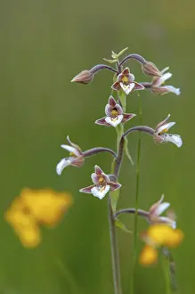 Common Marsh Root Drucke: Common marsh root, epipactis palustris