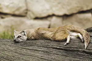 Drucke von Gemeiner Mungo liegt auf einem Baum Daugavpils, Lettland Mongoose Drucke: Gemeiner Mungo liegt auf einem Baum in Daugavpils.