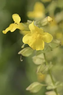 North America Flowers Drucke: Common monkey-flower (Mimulus guttatus)