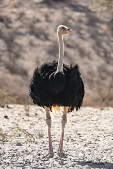 Desert Landscape Africa Drucke: Common ostrich (Struthio camelus)