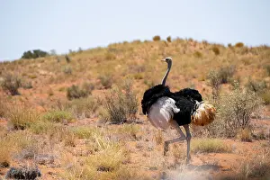Northern Cape Nature Reserve Drucke: Common ostrich (Struthio camelus)