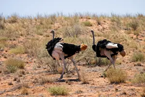 Bird Photography Africa Drucke: Common ostrich (Struthio camelus)