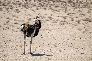 Ostrich In The Wild Drucke: Common ostrich (Struthio camelus)