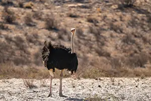 Ostrich In The Wild Drucke: Common ostrich (Struthio camelus)