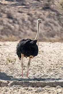 Dry Savannah Landscape Photo Drucke: Common ostrich (Struthio camelus) drinking
