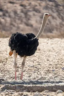 Bird Photography Africa Drucke: Common ostrich (Struthio camelus) drinking