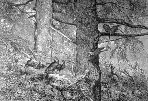 Historic Wildlife Images Drucke: Common pheasant (Phasianus colchicus)