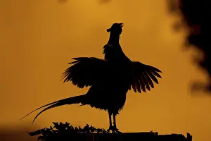 Common Pheasant Drucke: Common pheasant (Phasianus colchicus)
