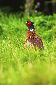 Wildlife In UK Drucke: Common pheasant, Phasianus colchicus