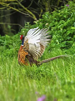 United Kingdom Wildlife Images Drucke: Common pheasant, Phasianus colchicus