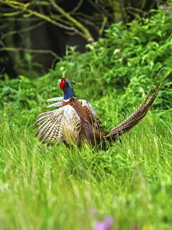 Yorkshire Landscape Drucke: Common pheasant, Phasianus colchicus