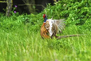 British Countryside Scenery Drucke: Common pheasant, Phasianus colchicus