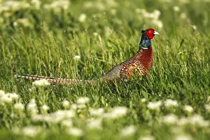 Daytime Meadow Scene Drucke: Common Pheasant or Ring-necked Pheasant (Phasianus colchicus)