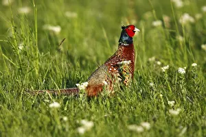 Daytime Nature Scene Drucke: Common Pheasant or Ring-necked Pheasant (Phasianus colchicus)
